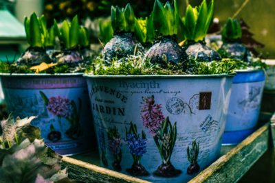 container garden